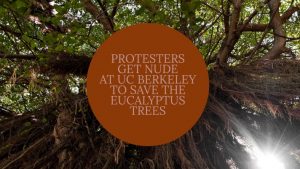 Protesters Get Nude at UC Berkeley to Save the Eucalyptus Trees – InClue