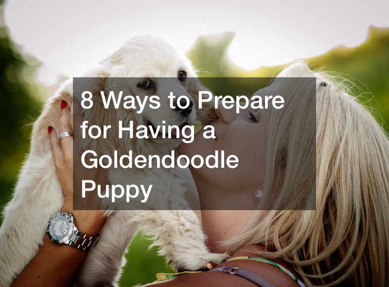 how to prepare for a goldendoodle puppy